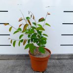 Muchovník (Amelanchier) ´PRINCESS DIANA´ - výška 20-40 cm, kont C2L